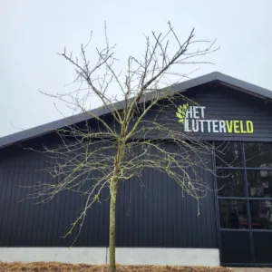 Malus Witte wijnappel hoogstam