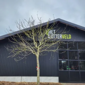 Malus Witte wijnappel hoogstam