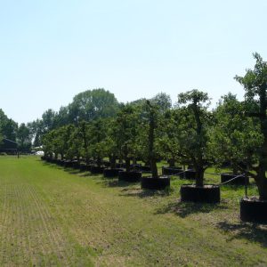 Oude perenboom Conference