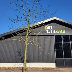 Malus Zomercitroen hoogstam